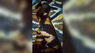 Coelha Em Pele De Cobra (trailer)
